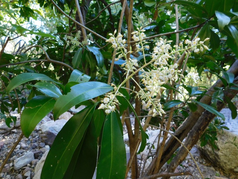 Ardisia revoluta photo 2
