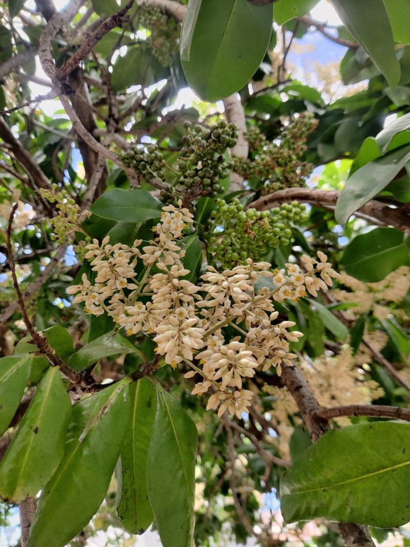 Ardisia revoluta photo 3