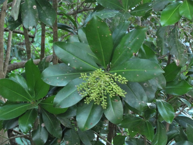 Ardisia revoluta photo 5