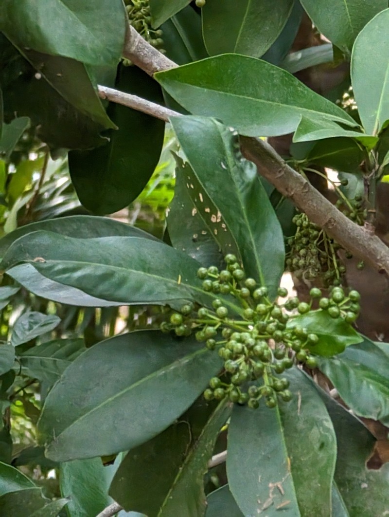 Ardisia revoluta photo 6