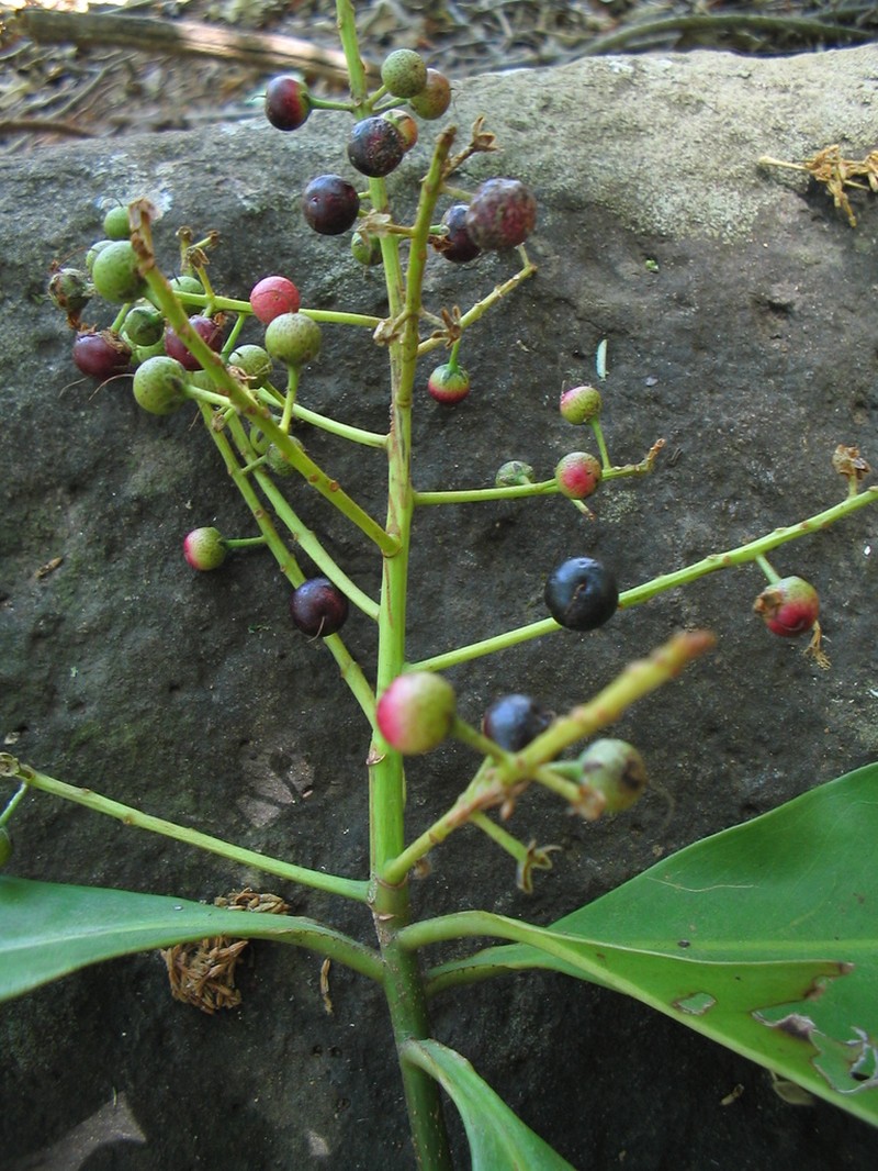 Ardisia revoluta photo 7