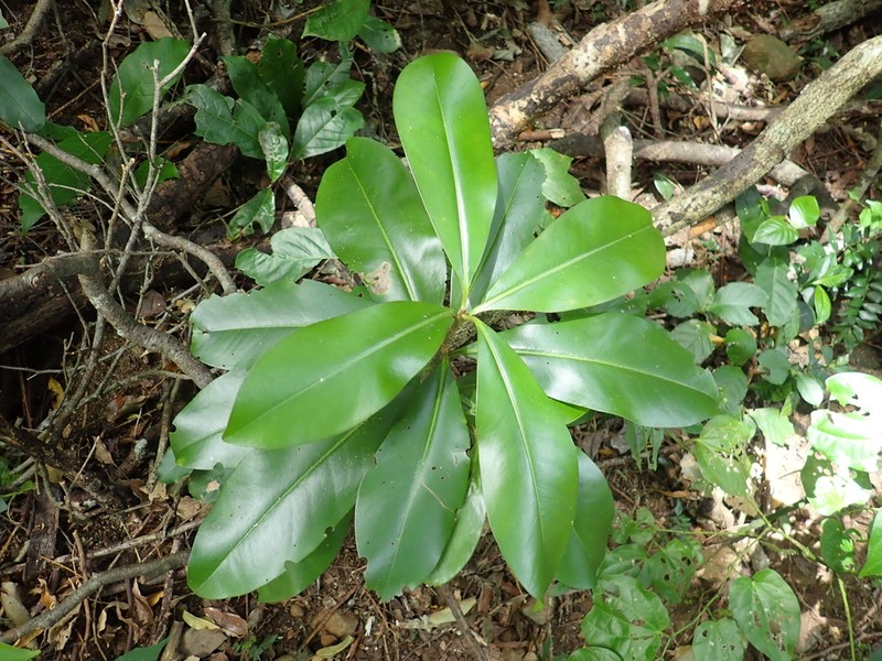 Ardisia revoluta photo 8
