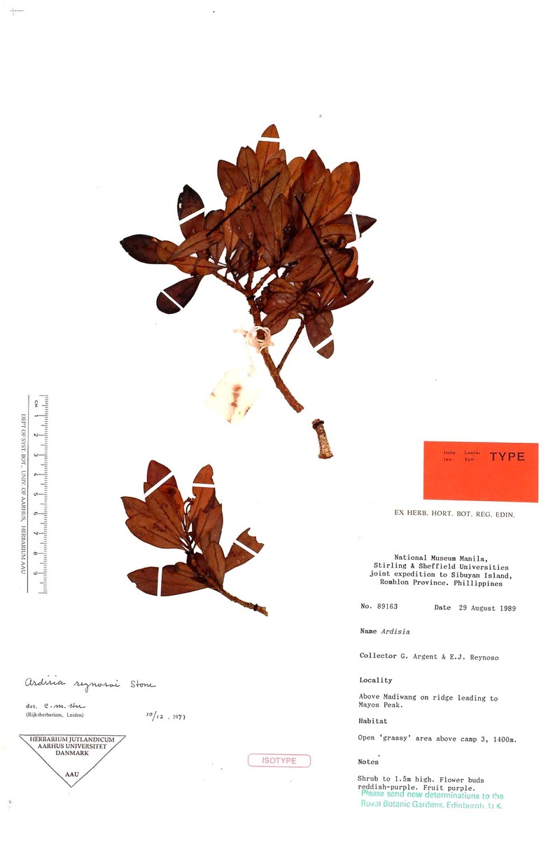 Ardisia reynosoi