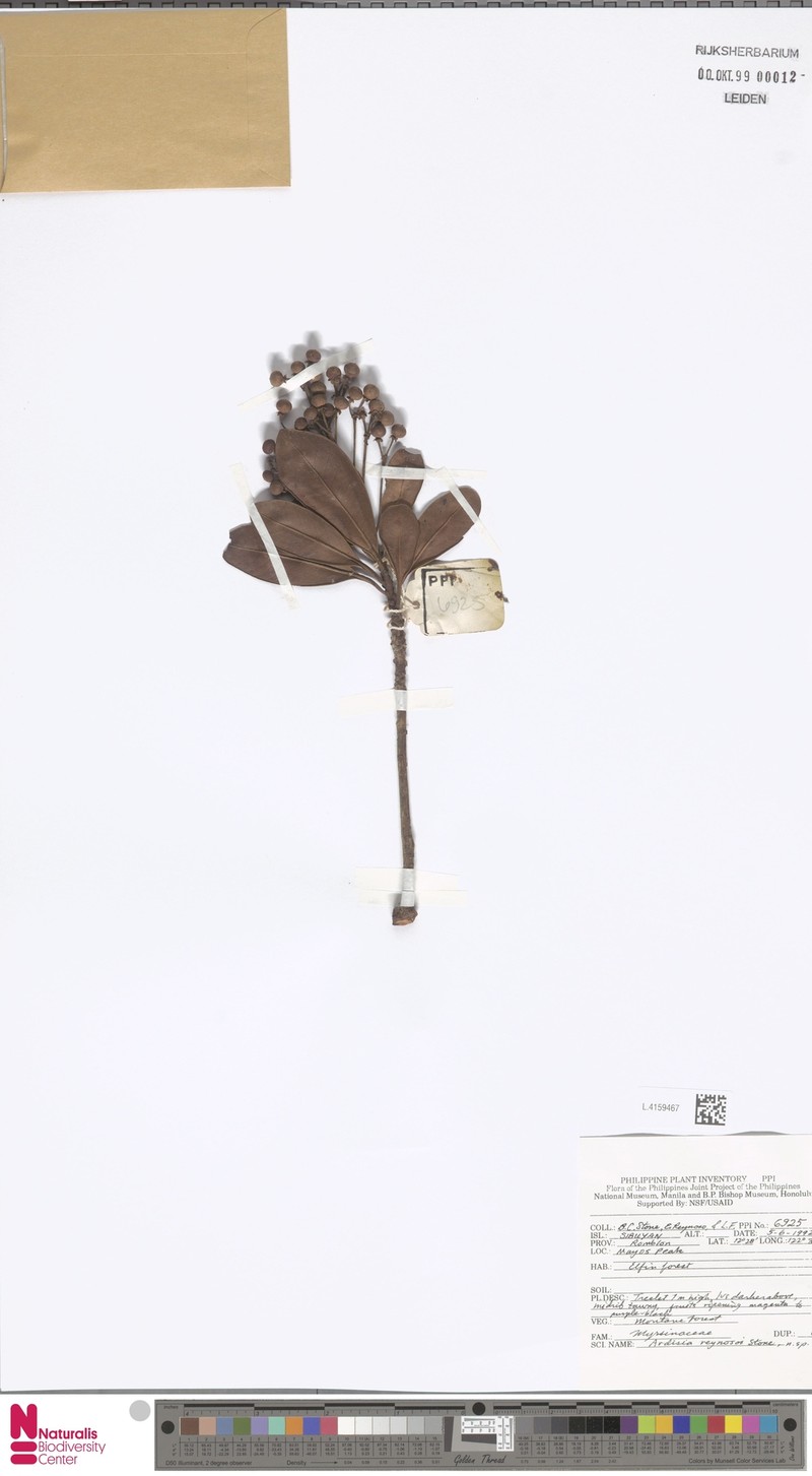 Ardisia reynosoi photo 2
