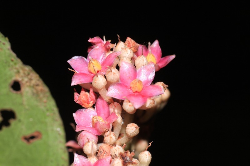 Ardisia rhomboidea