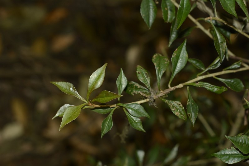 Ardisia rhomboidea photo 6