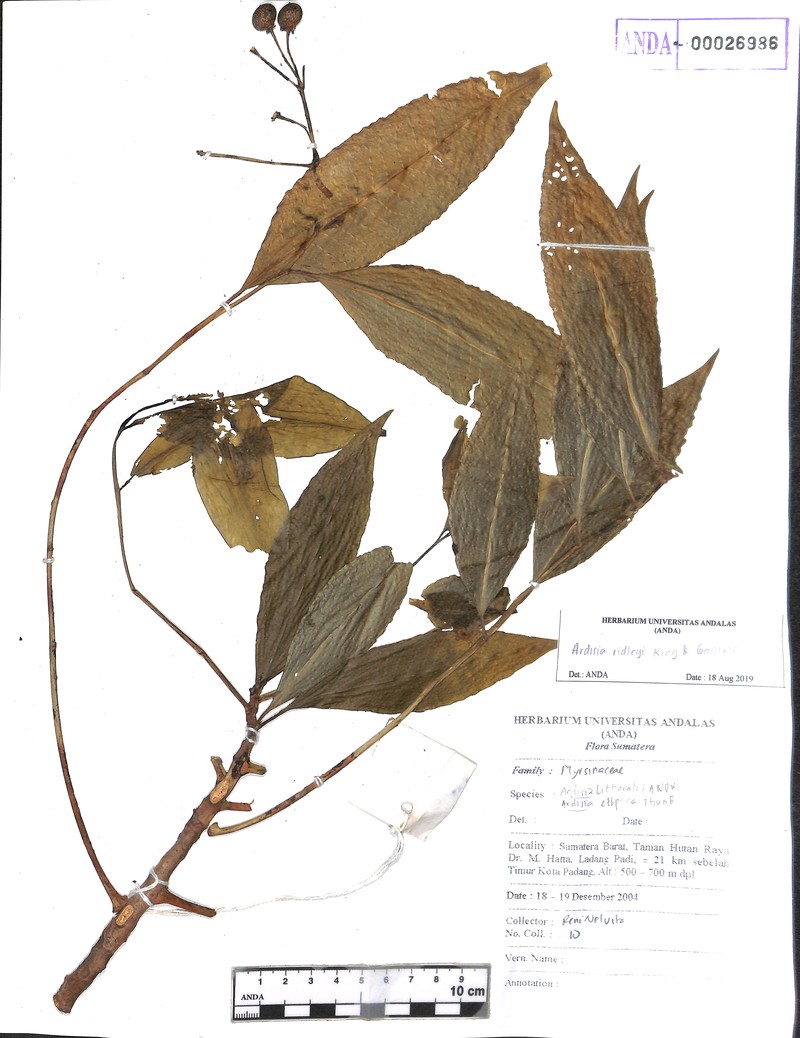 Ardisia ridleyi