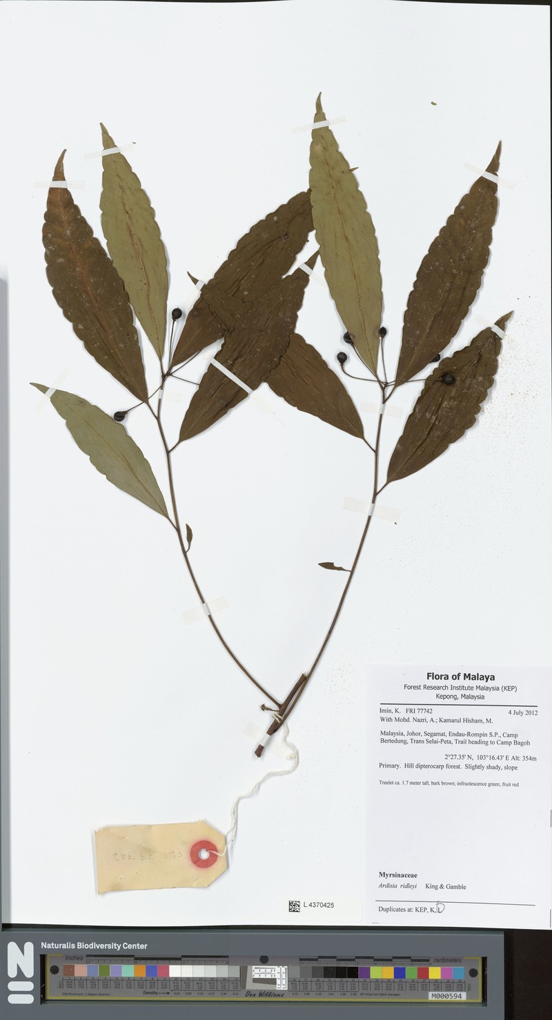 Ardisia ridleyi photo 3