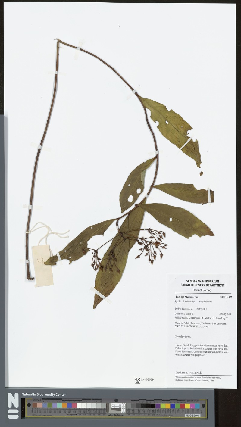 Ardisia ridleyi photo 4