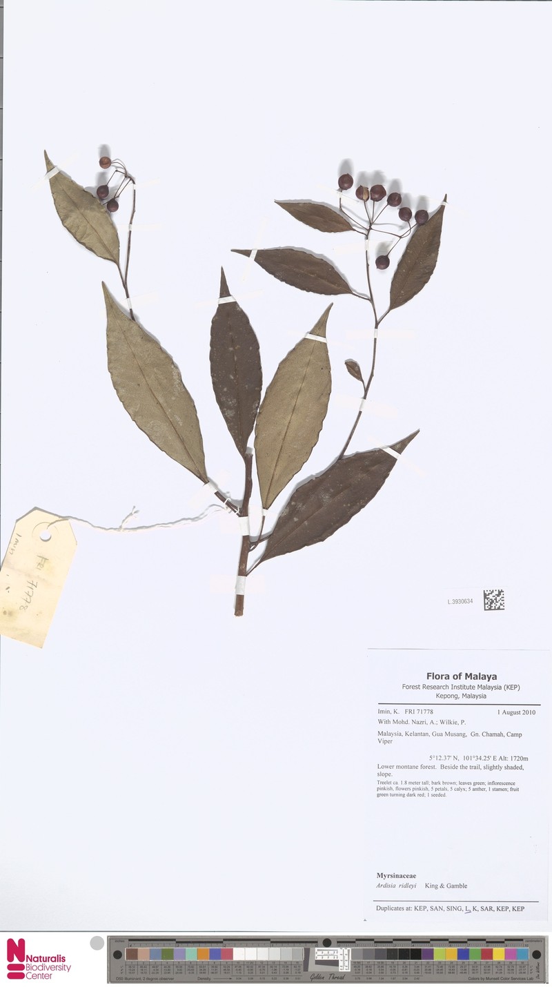 Ardisia ridleyi photo 5