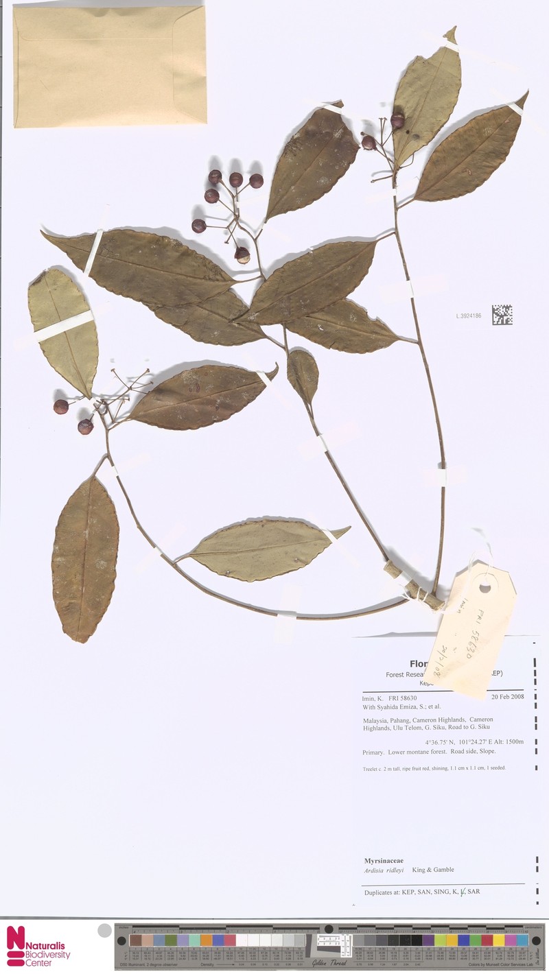 Ardisia ridleyi photo 6