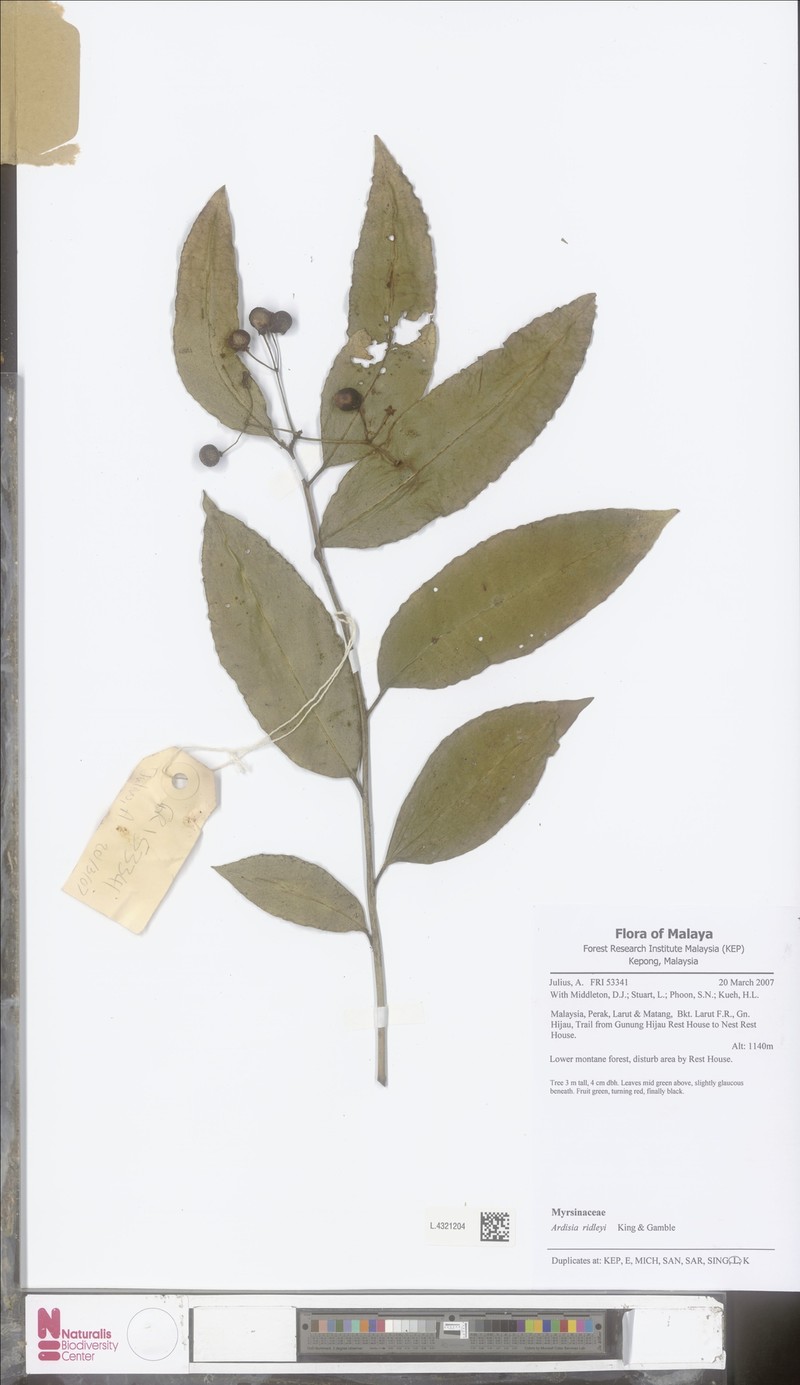 Ardisia ridleyi photo 7
