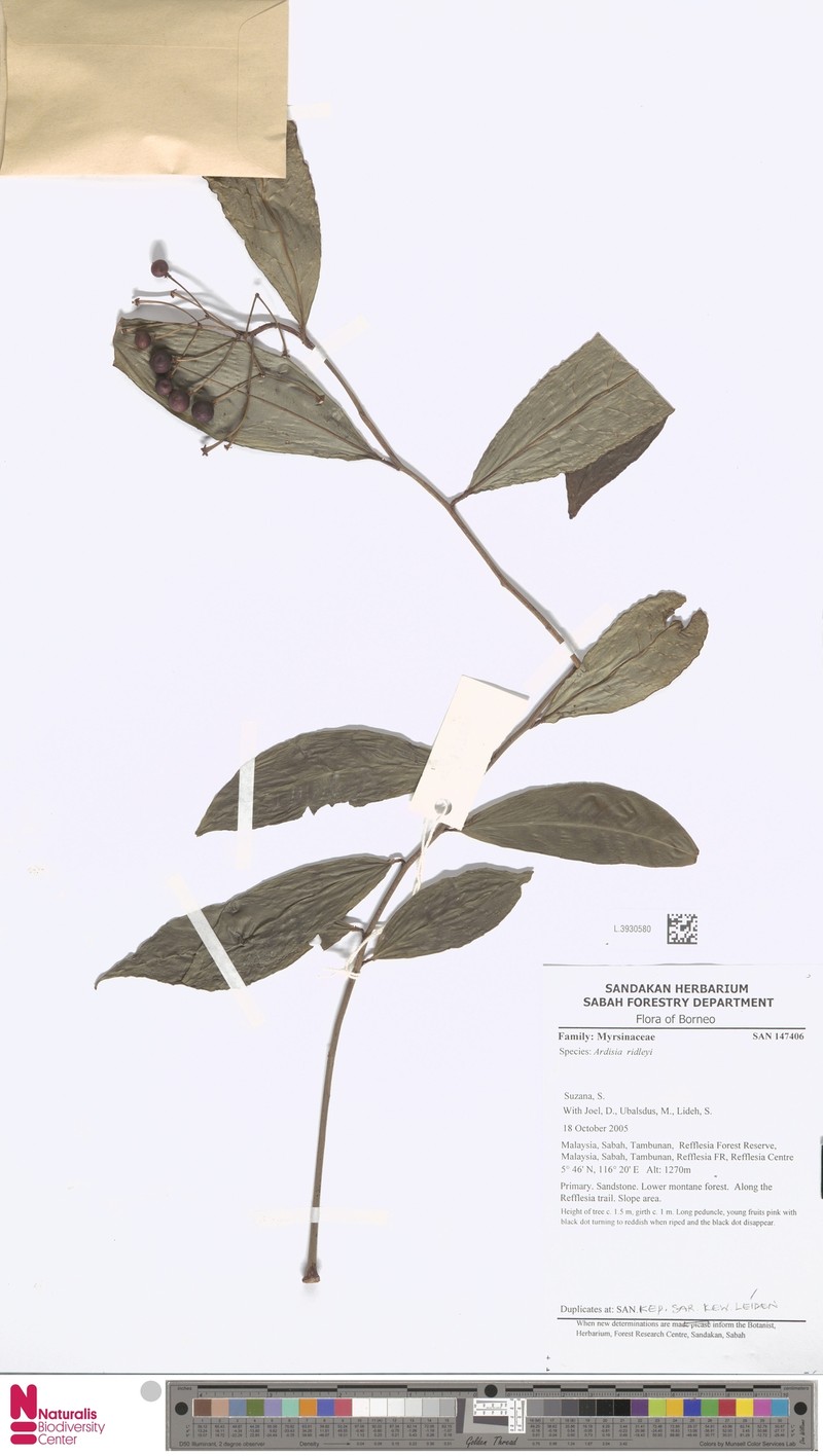 Ardisia ridleyi photo 8