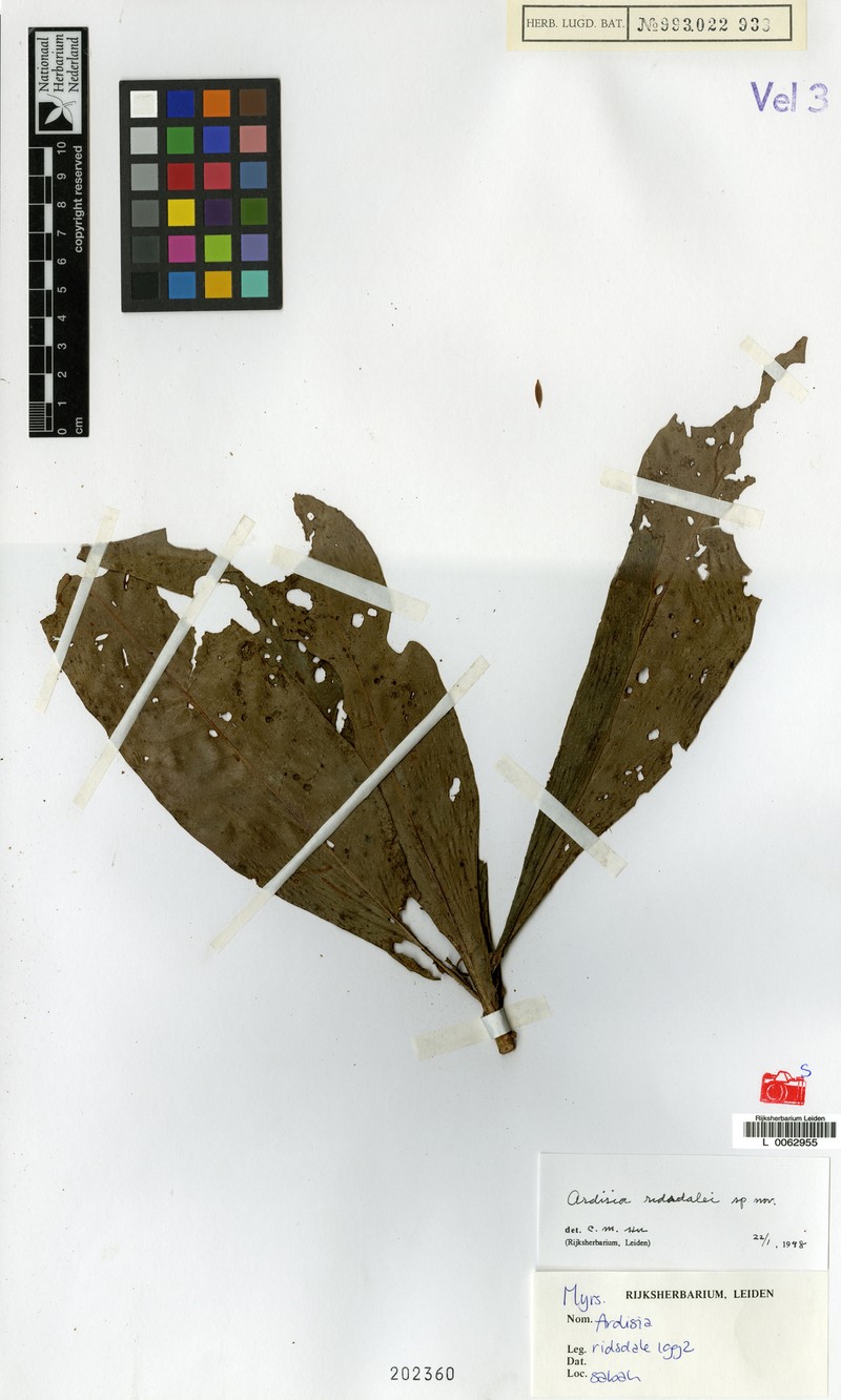 Ardisia ridsdalei