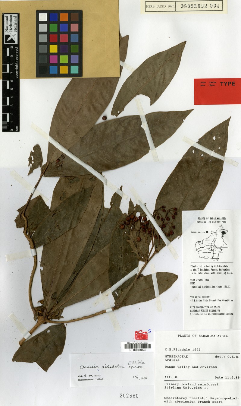 Ardisia ridsdalei photo 2