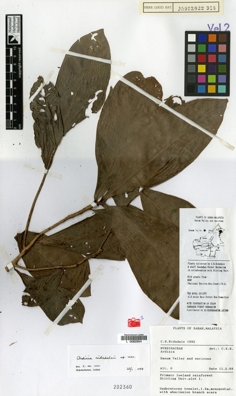 Ardisia ridsdalei photo 3