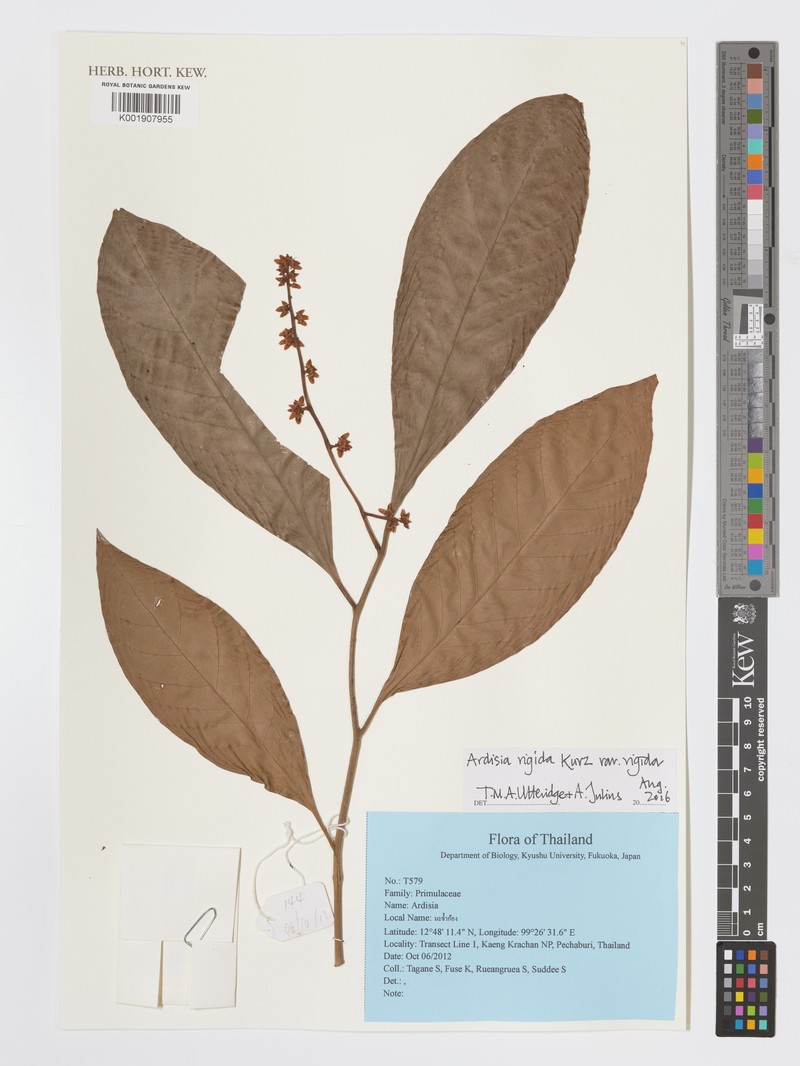 Ardisia rigida var. rigida