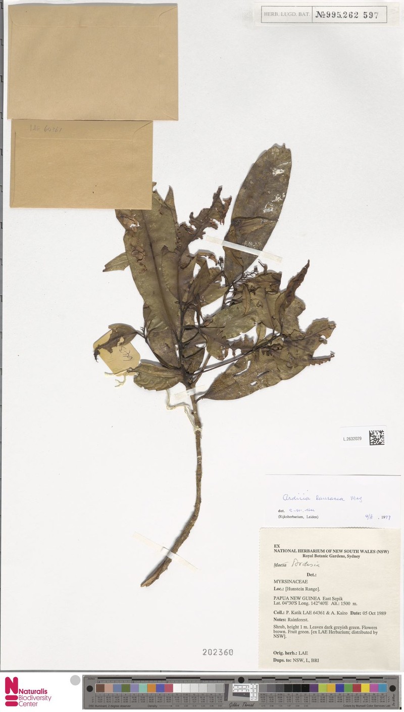 Ardisia rigidula