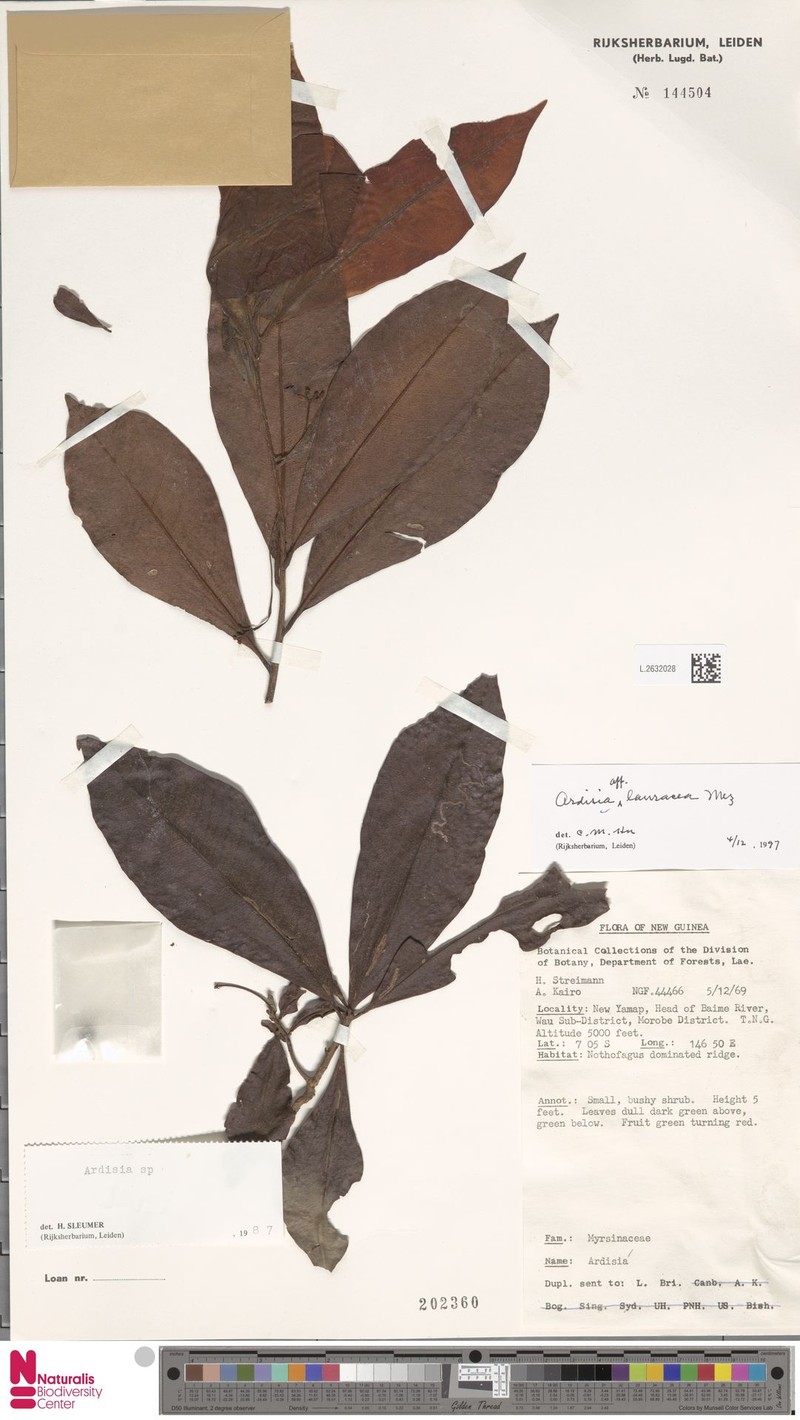 Ardisia rigidula photo 2