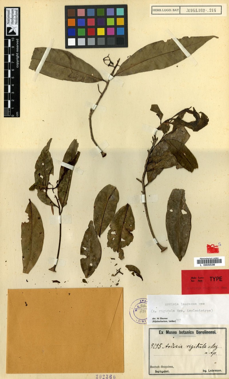 Ardisia rigidula photo 3
