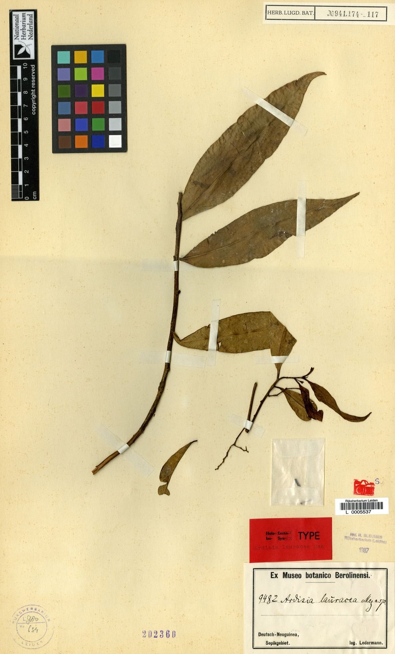 Ardisia rigidula photo 4