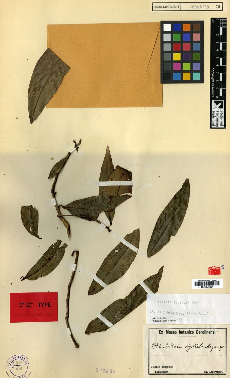 Ardisia rigidula photo 5