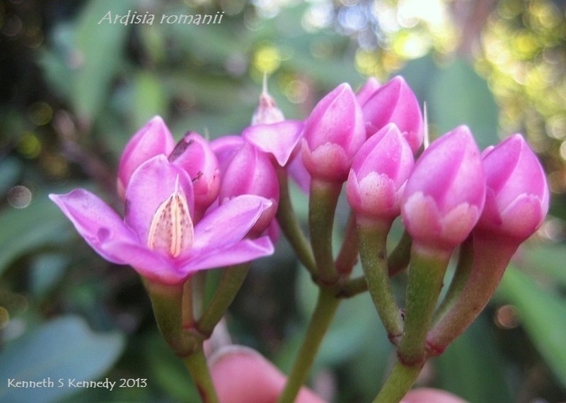 Ardisia romanii photo 2