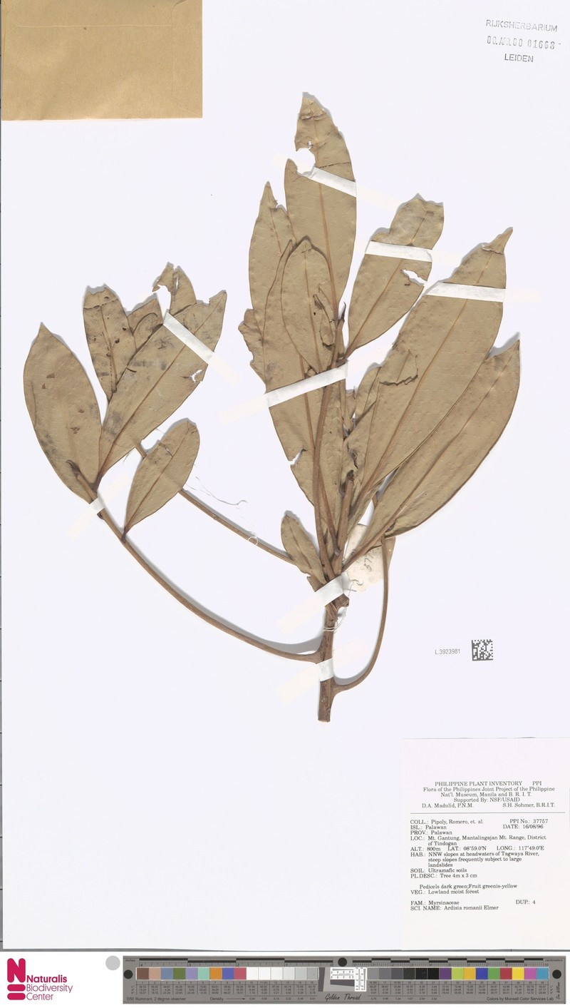 Ardisia romanii photo 3