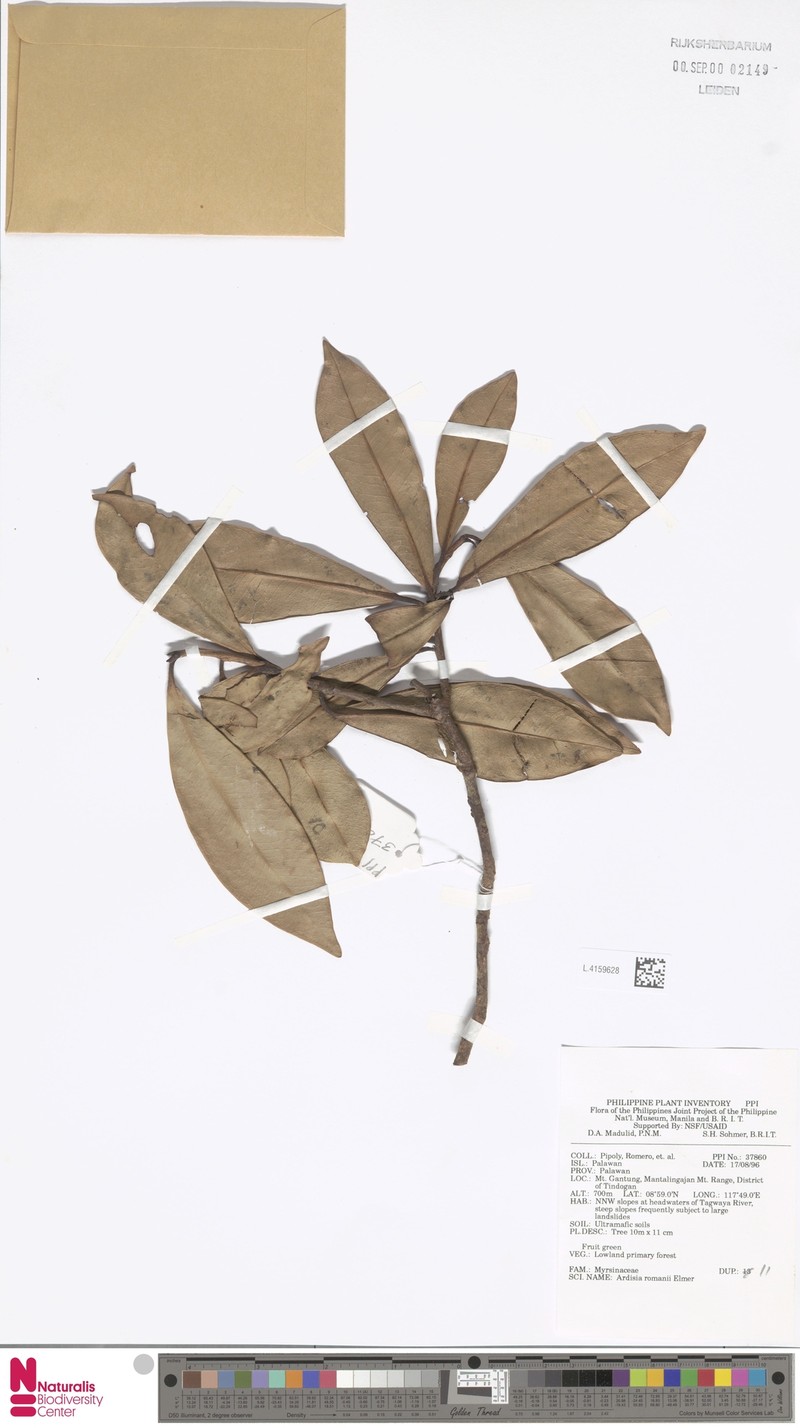 Ardisia romanii photo 4