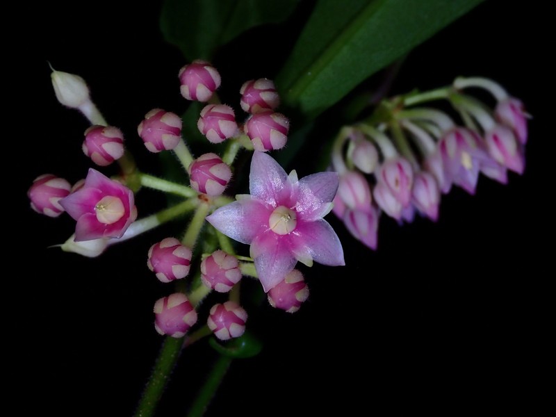 Ardisia rosea photo 4