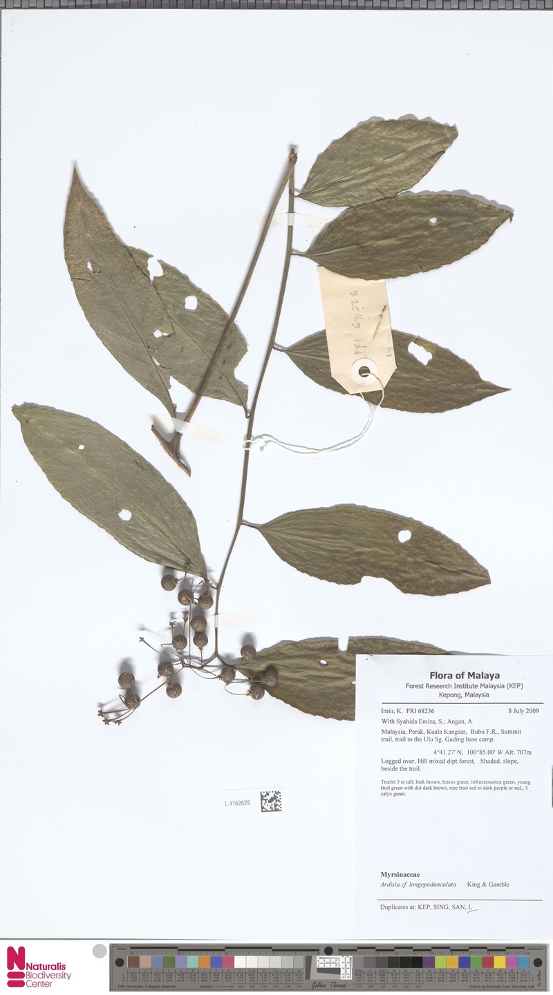 Ardisia rosea photo 5