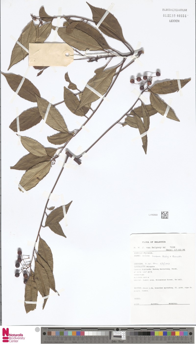 Ardisia rosea photo 6