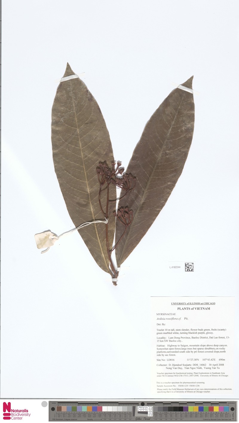 Ardisia roseiflora