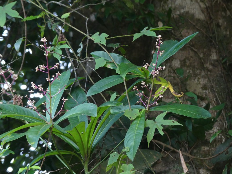 Ardisia rothii