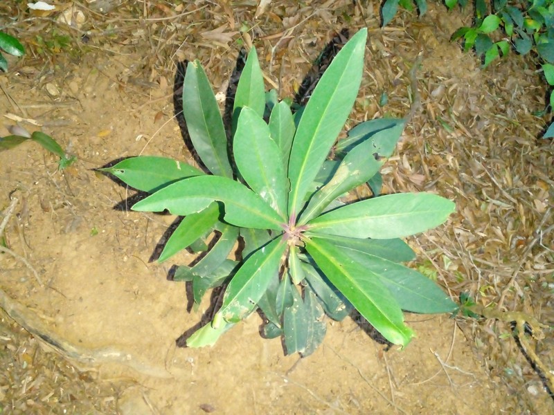 Ardisia rothii photo 2