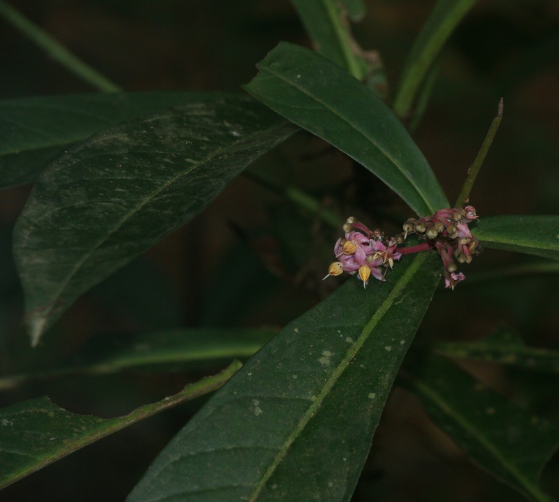 Ardisia rothii photo 3