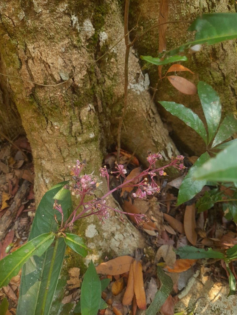 Ardisia rothii photo 4