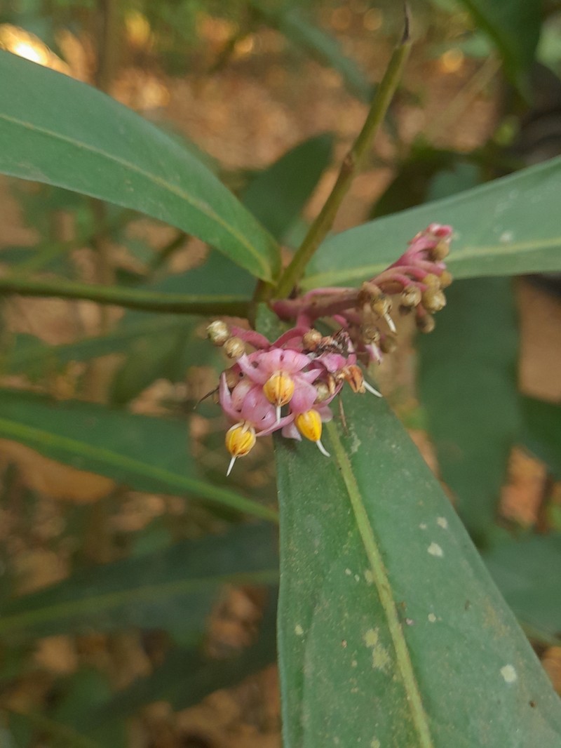 Ardisia rothii photo 5