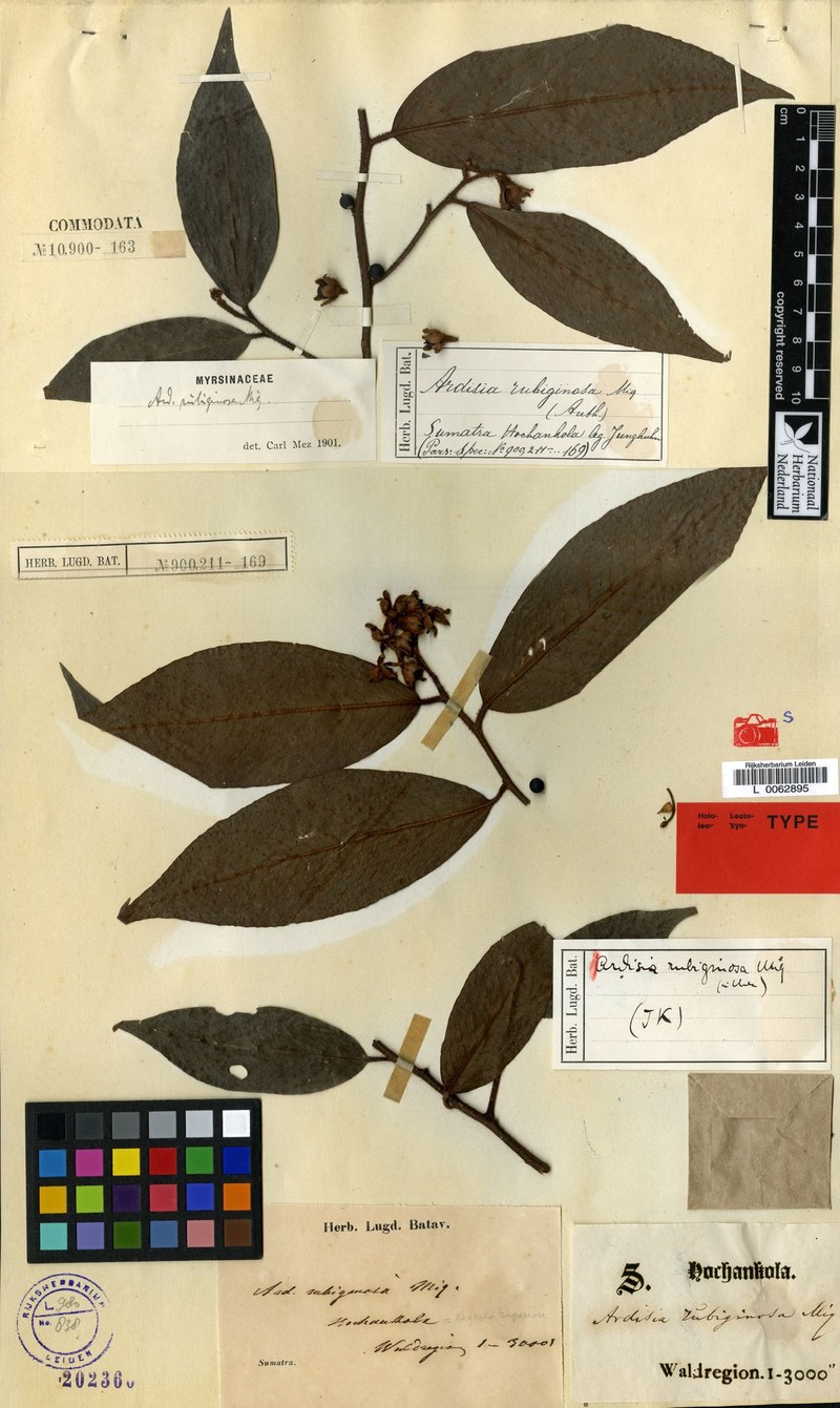 Ardisia rubiginosa