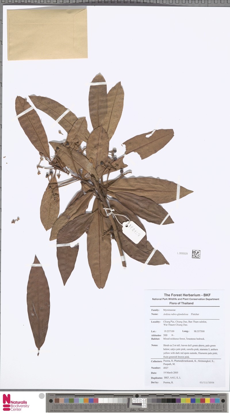 Ardisia rubroglandulosa