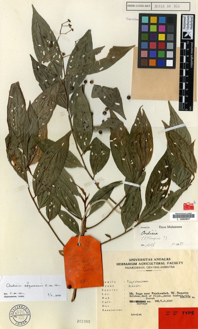 Ardisia sagoensis