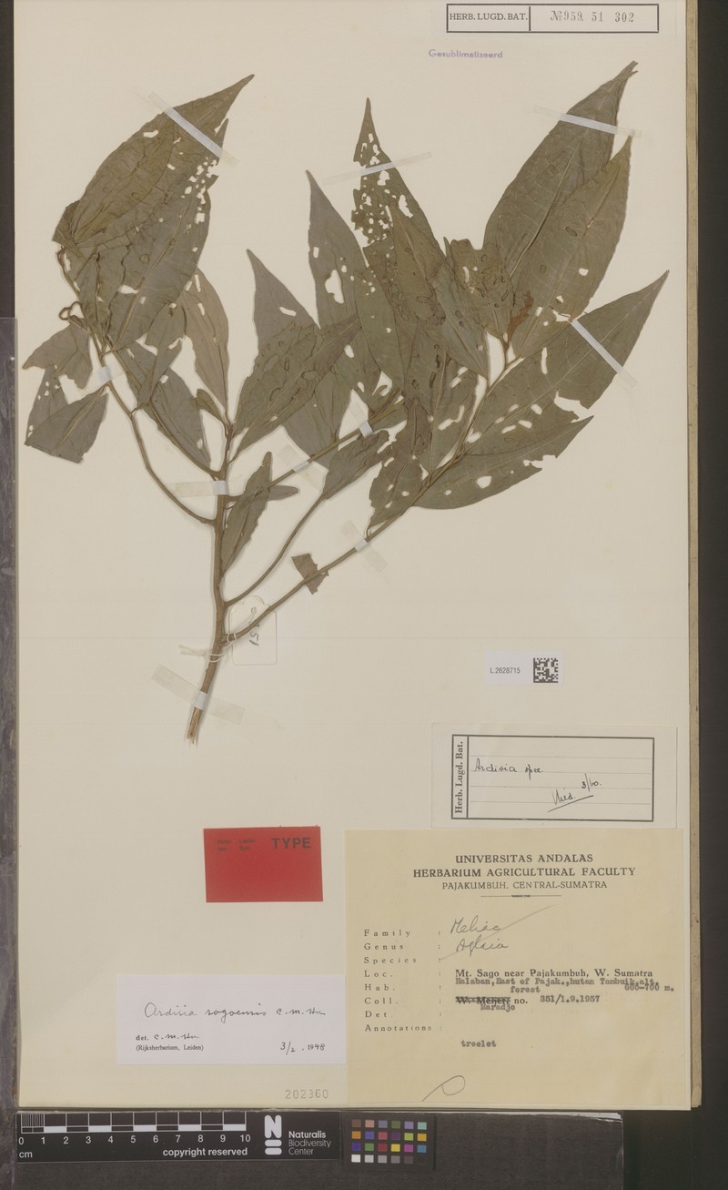 Ardisia sagoensis photo 2