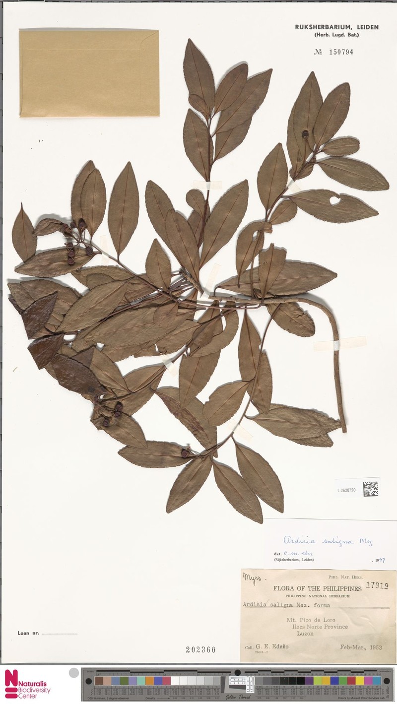 Ardisia saligna