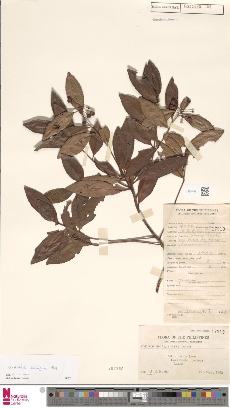 Ardisia saligna photo 2