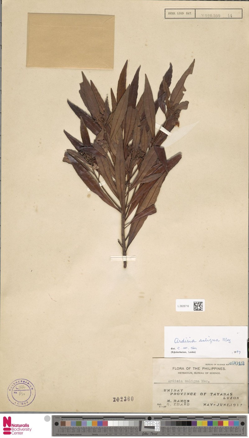 Ardisia saligna photo 3