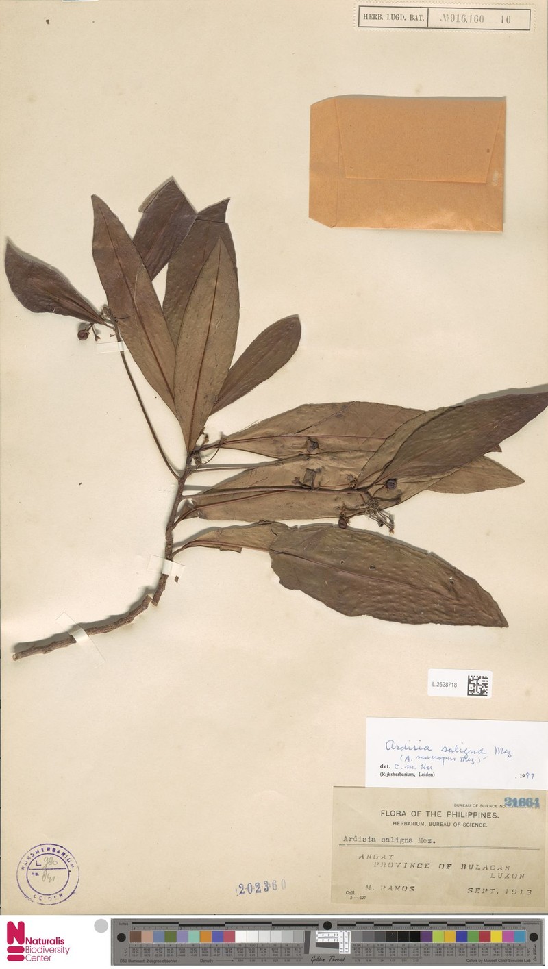 Ardisia saligna photo 4