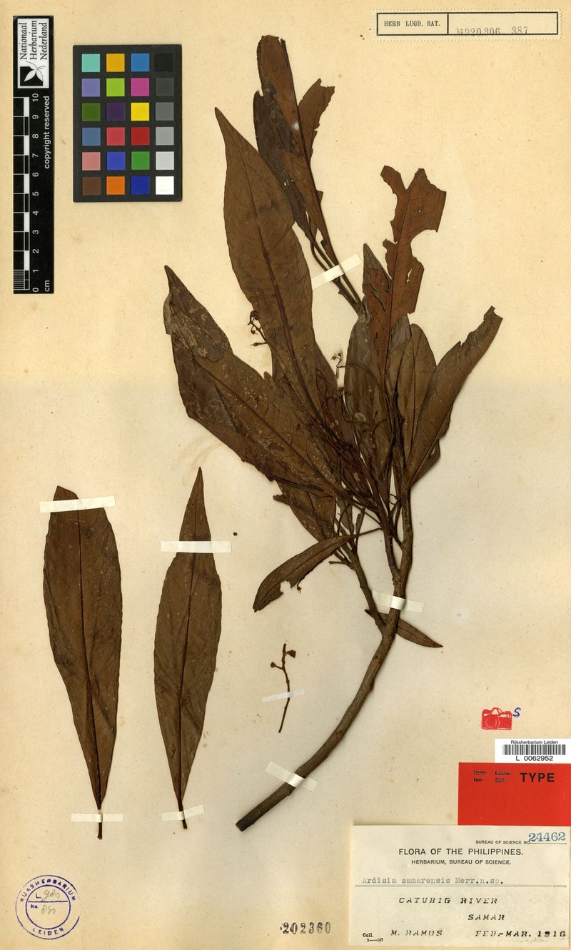Ardisia samarensis