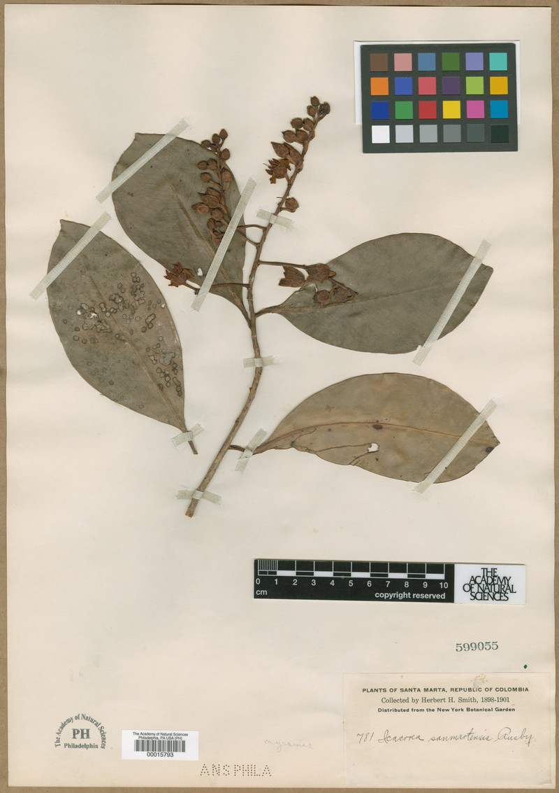 Ardisia sanmartensis