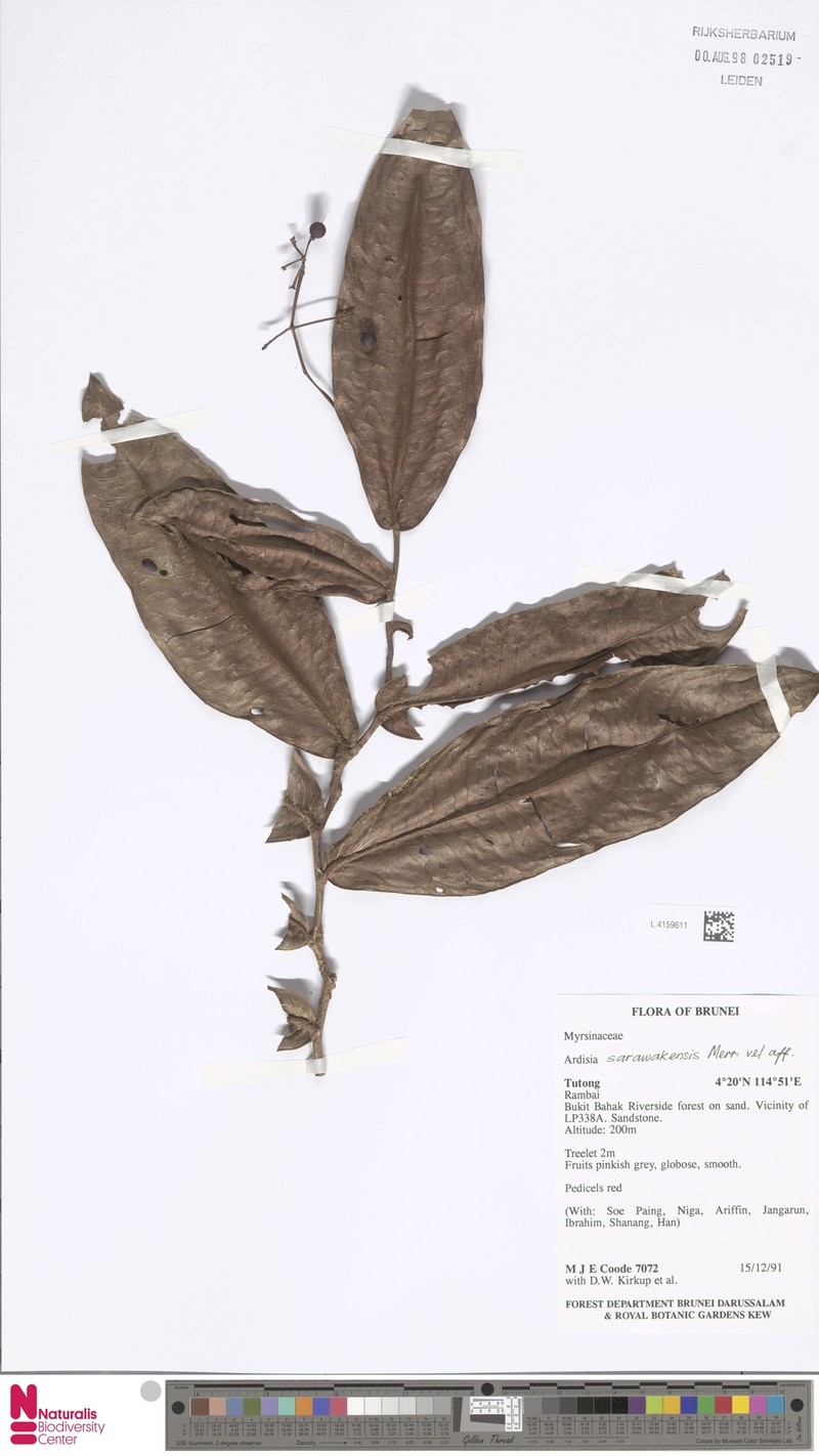Ardisia sarawakensis