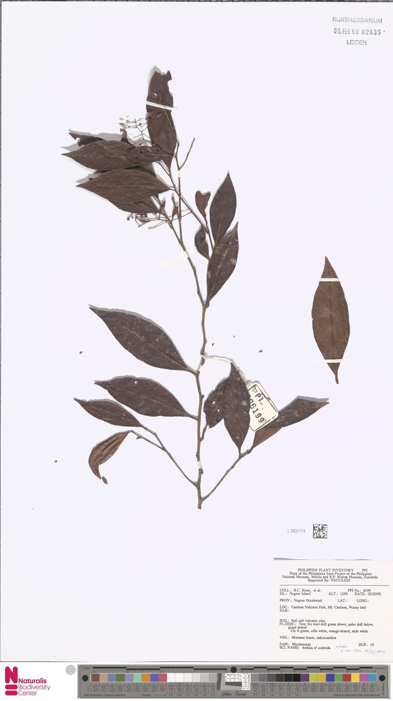 Ardisia scabrida